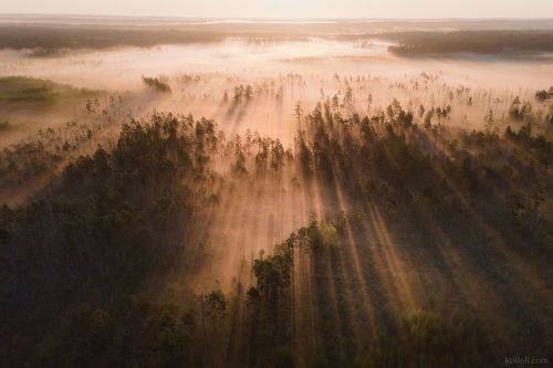 Лето на болотах Карельского перешейка