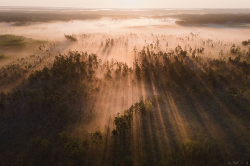 болото, карельский перешеек, ленинградская область, озерковый ландшафт, туман, рассвет Лето на болотах Карельского перешейка фото превью
