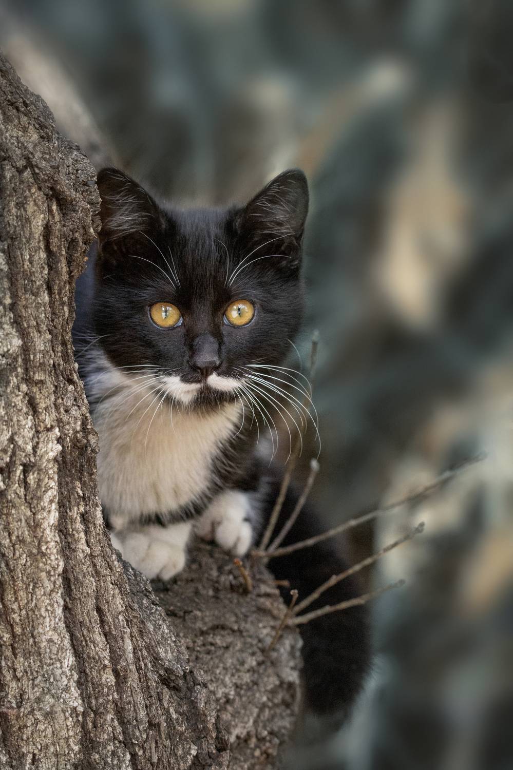 котик, Татьяна Горбачева Маментьева
