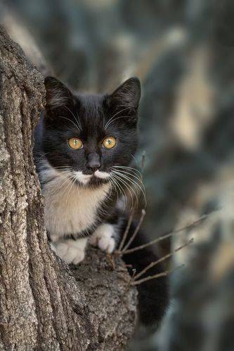 Зимний котик
