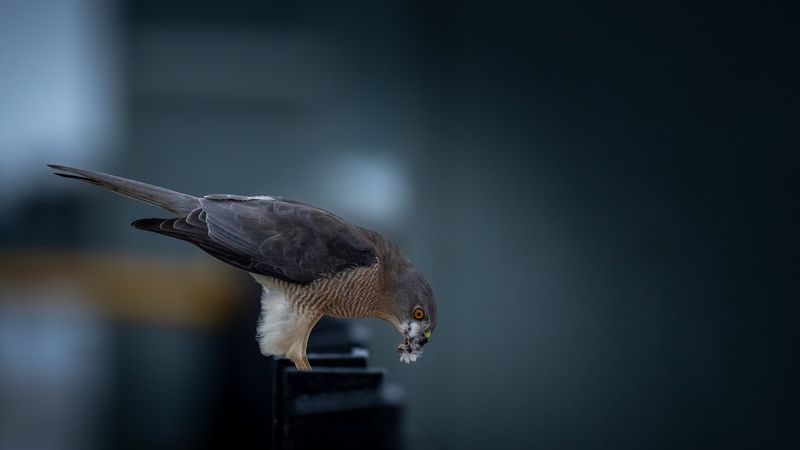 Fresh Kill фото превью