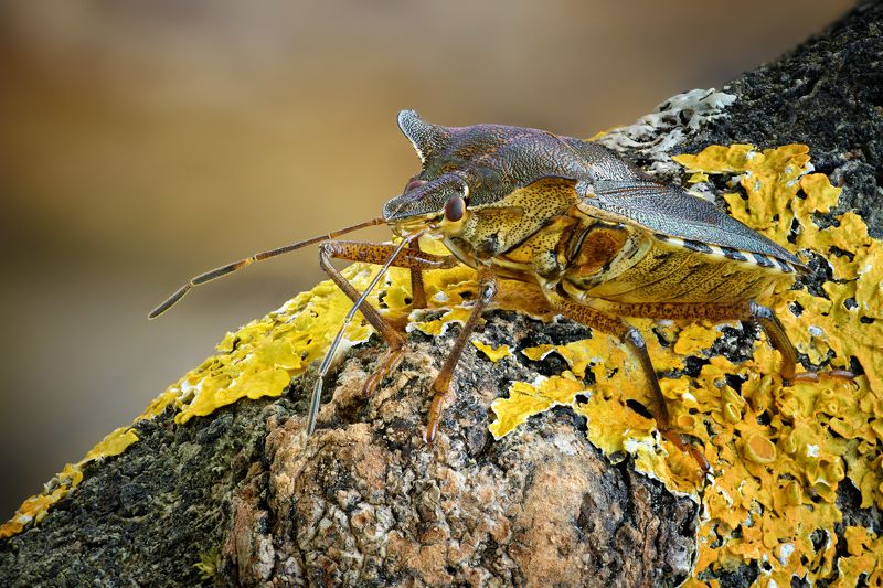 Dolycoris baccarum фото превью