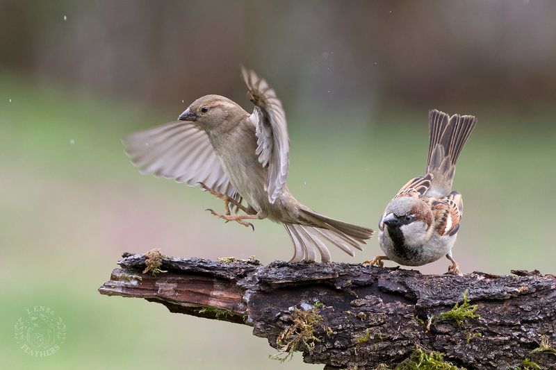 Воробьи - Lens and Feathers фото превью