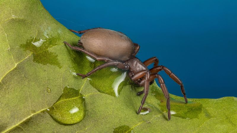 spider, паук  фото превью