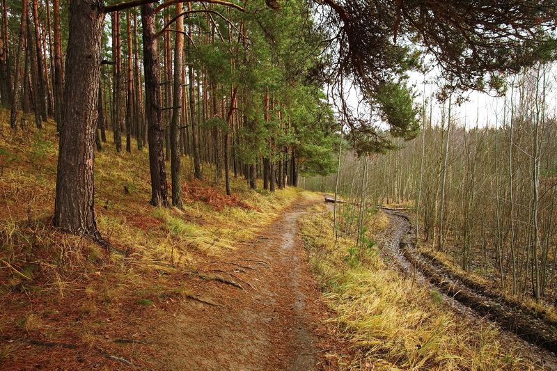 Хмурый ноябрь фото превью