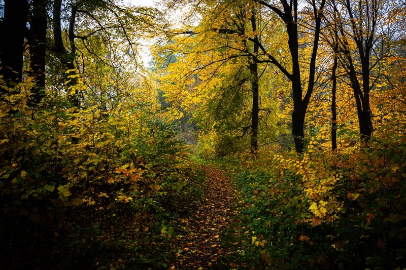 осень, озеро, пейзаж, природа Лесное озеро фото превью