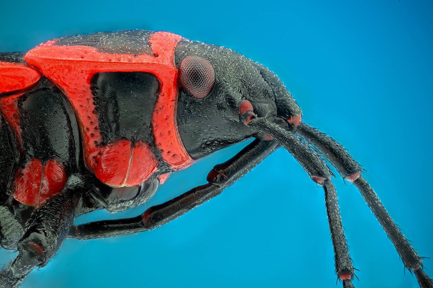 ceclii, macro, Цветан Ганев