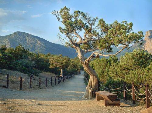 Деревья тропы Голицына