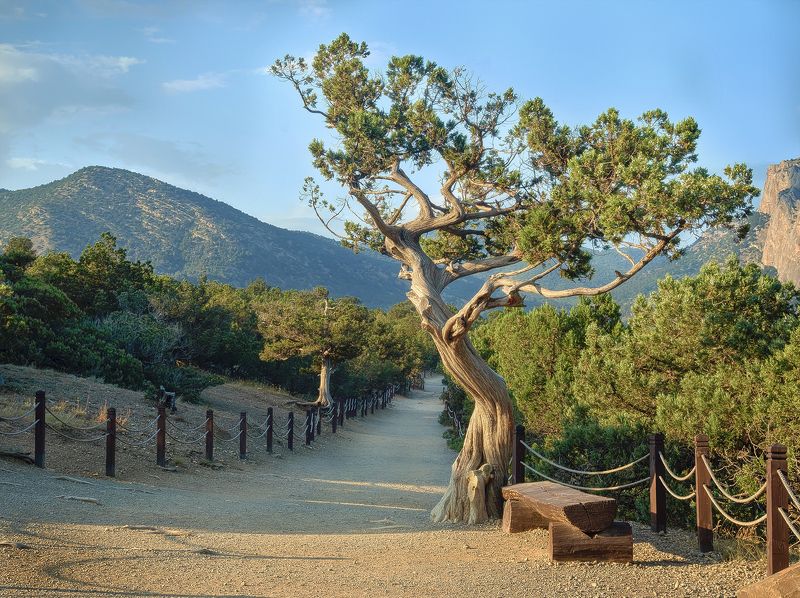 россия, новый свет, крым, чёрное море, тропа голицына Деревья тропы Голицына фото превью