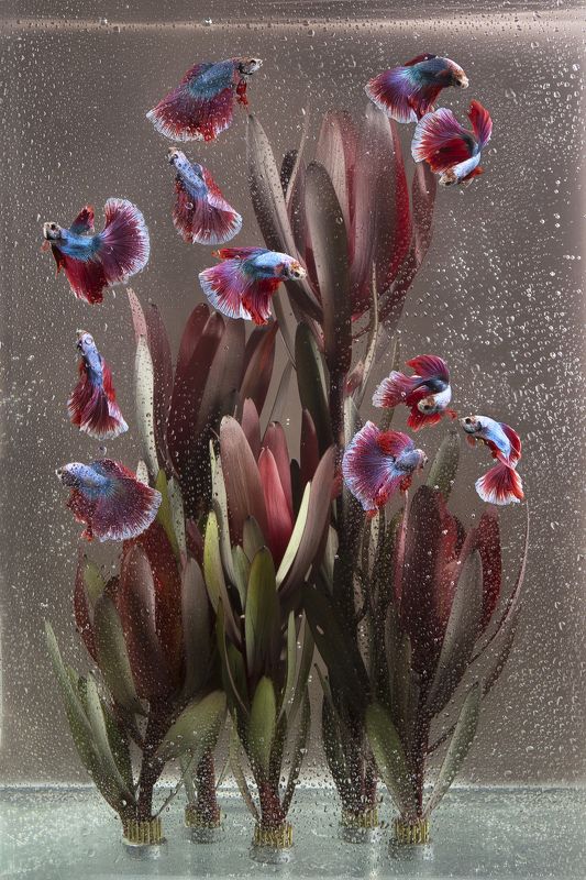 фото превью