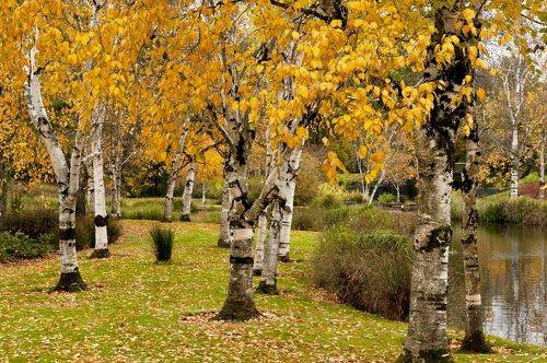 Fall Color