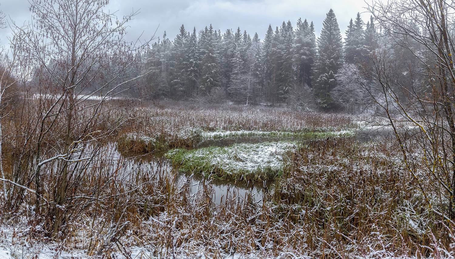 пруд, лес, заросли, снег, трава, Анкудинов Леонид