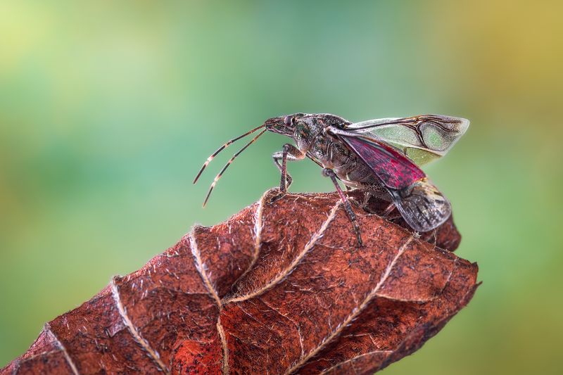 Perching beetle фото превью