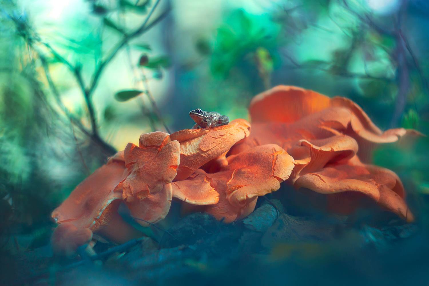 природа, лес, осень, лягушонок, Алёна Сурнина