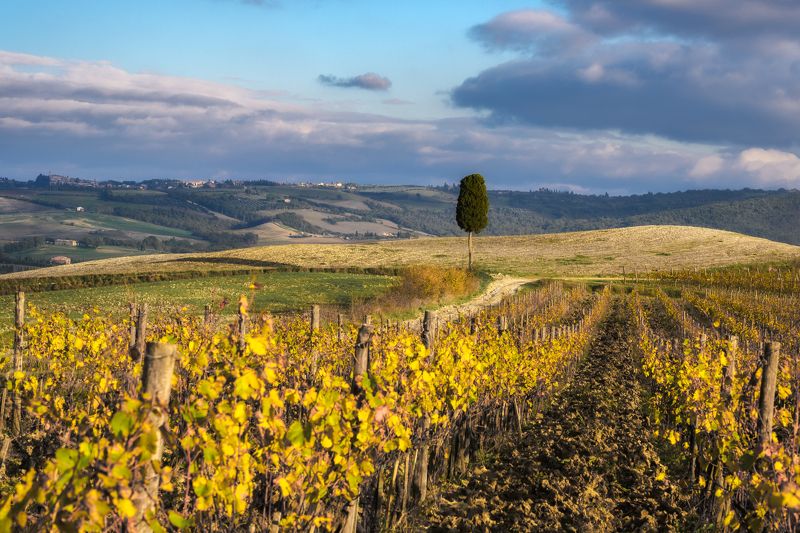 2024, осень, тоскана, туманные холмы тосканы, окрестности монтальчино Осенняя Тоскана фото превью