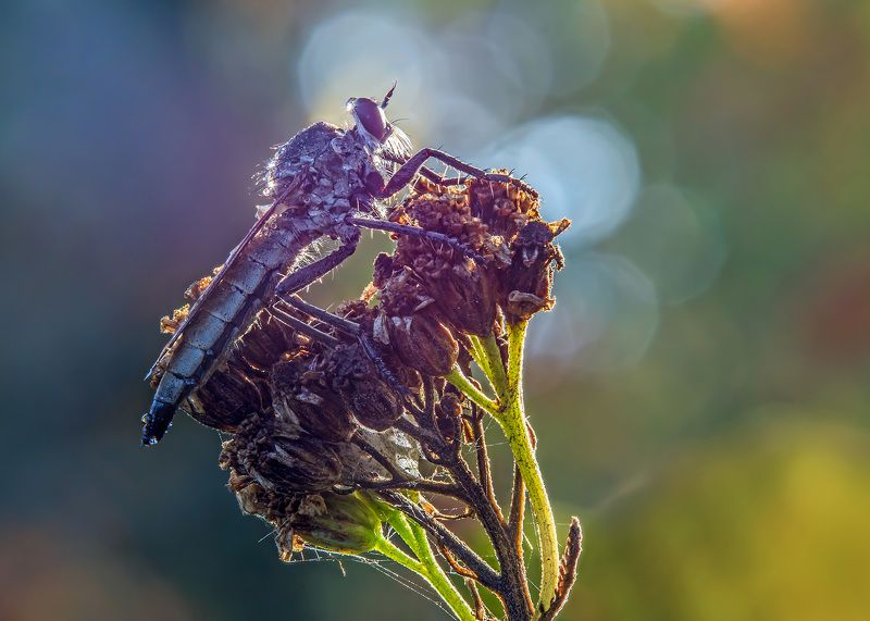 Ктырь фото превью