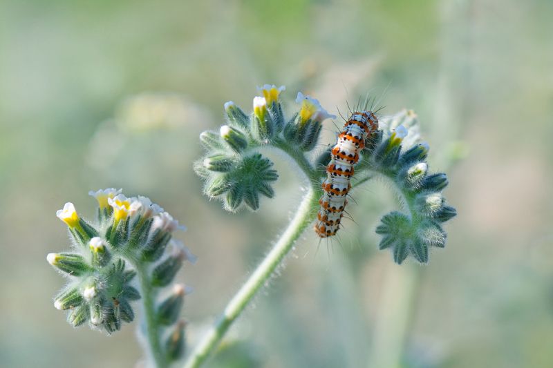 *** Летним утром на лугу фото превью