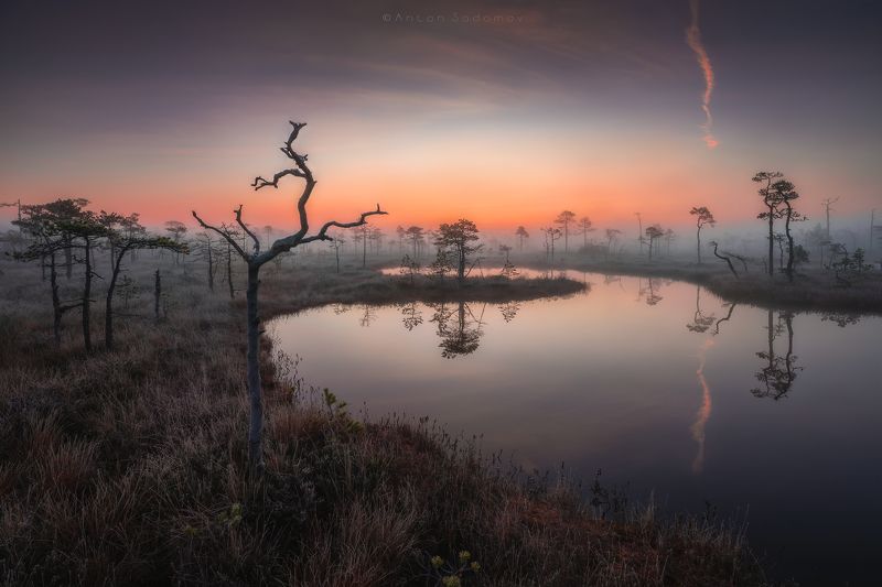 Мухинские болота фото превью