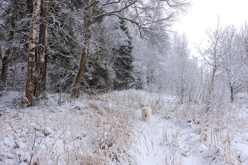 фото превью