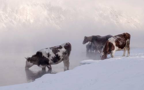 Морозным днем
