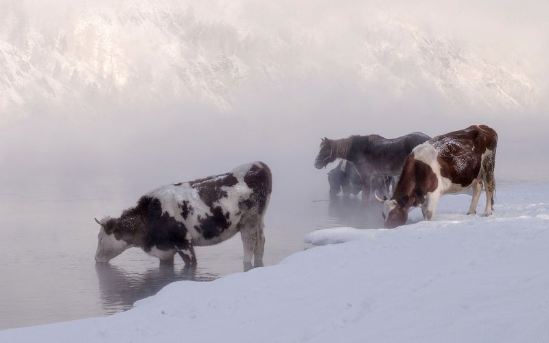 Морозным днем фото превью