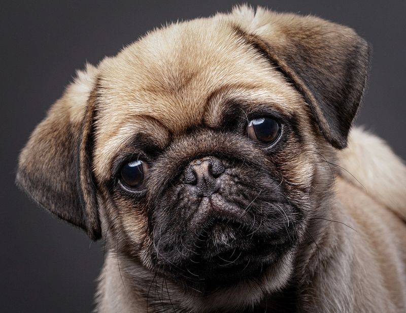 собака, мопс, портрет *** фото превью