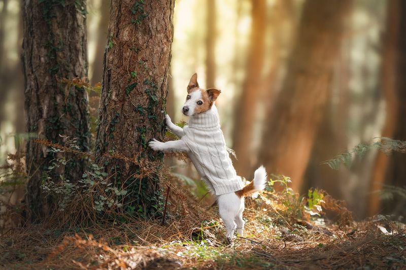 Daisy фото превью