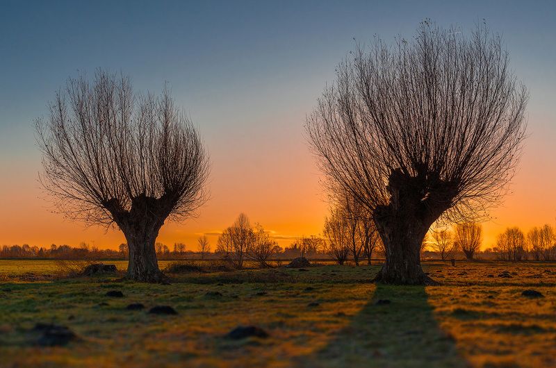 Wierzby żuławskie фото превью