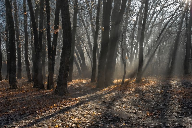 По лесу фото превью