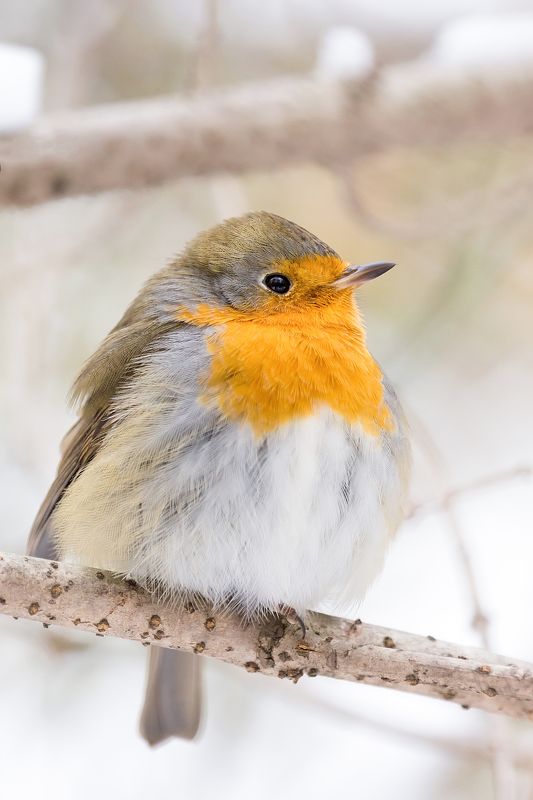 Зарянка фото превью