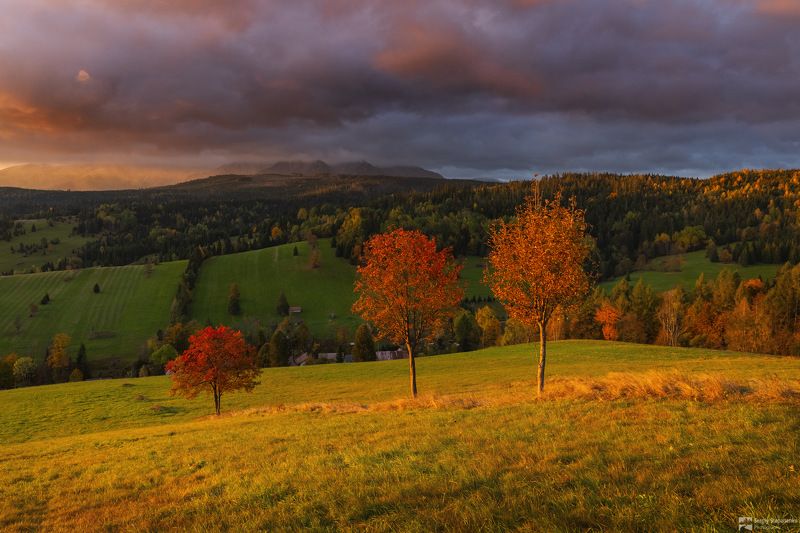 3 Trees фото превью