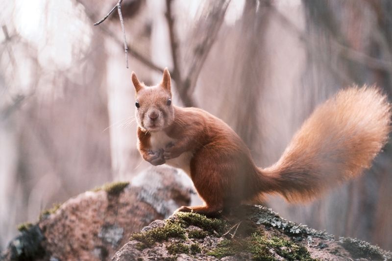 белка, красноярские столбы Орехи есть? А если найду? фото превью