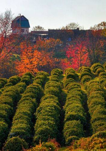 Осень на чайной плантации