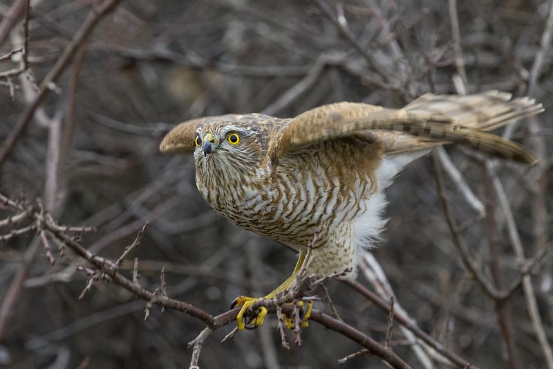 природа *** фото превью