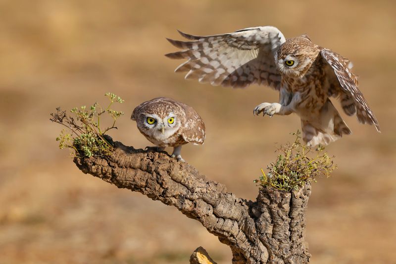 Little owls  фото превью