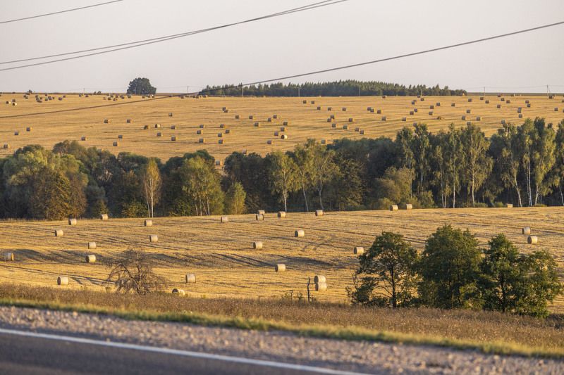 сено, поля, сорока, лэп Под томным Солнцем. фото превью