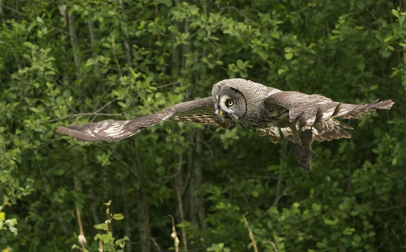 С добычей :) фото превью