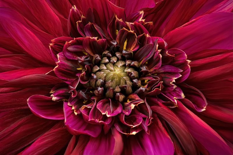 dahlia, flower, георгина  фото превью