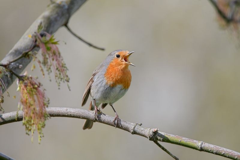 птицы Певец фото превью