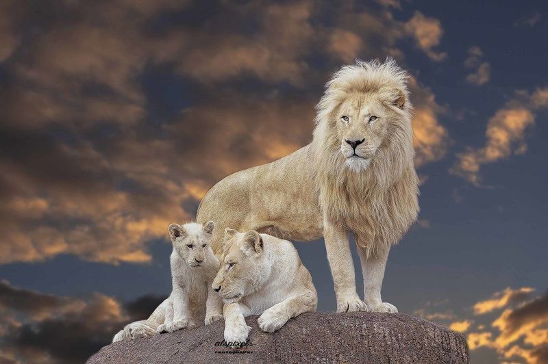 White lion family фото превью