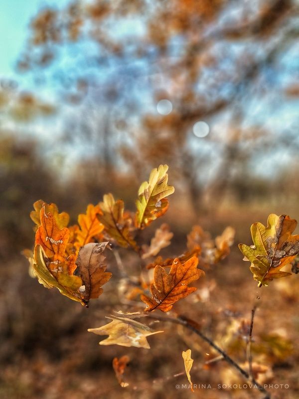 Прощание с осенью фото превью