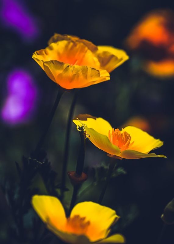 Yellow poppy фото превью