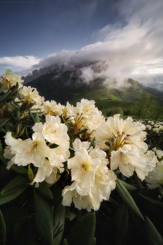 тхач, большой тхач, фототур, яковлевфототур, кавказ, адыгея Большой Тхач фото превью