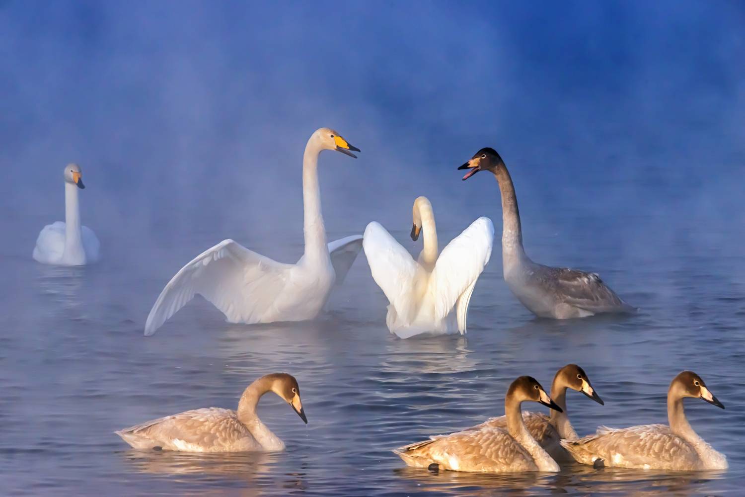 зима лебеди Алтай, Владимир Иванов