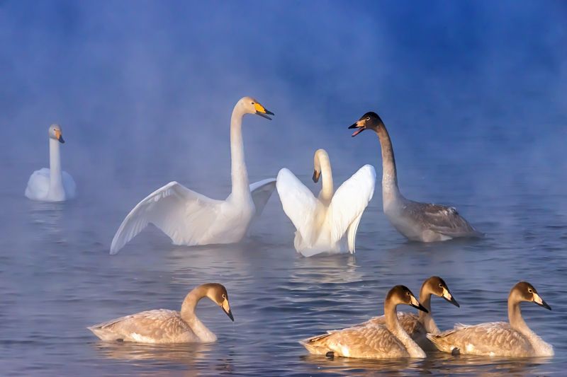 Лебединое озеро фото превью