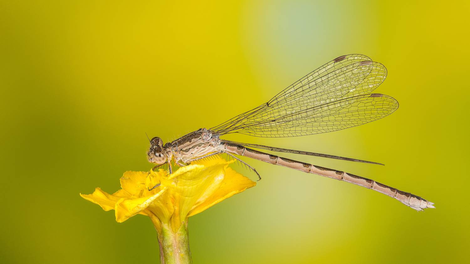 , Андрей Кривов