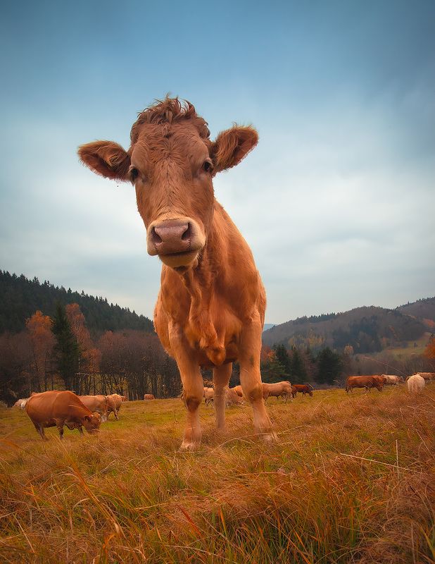 На пастбище фото превью