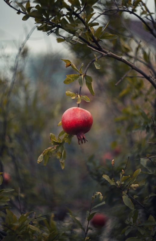 Осенние дары. фото превью