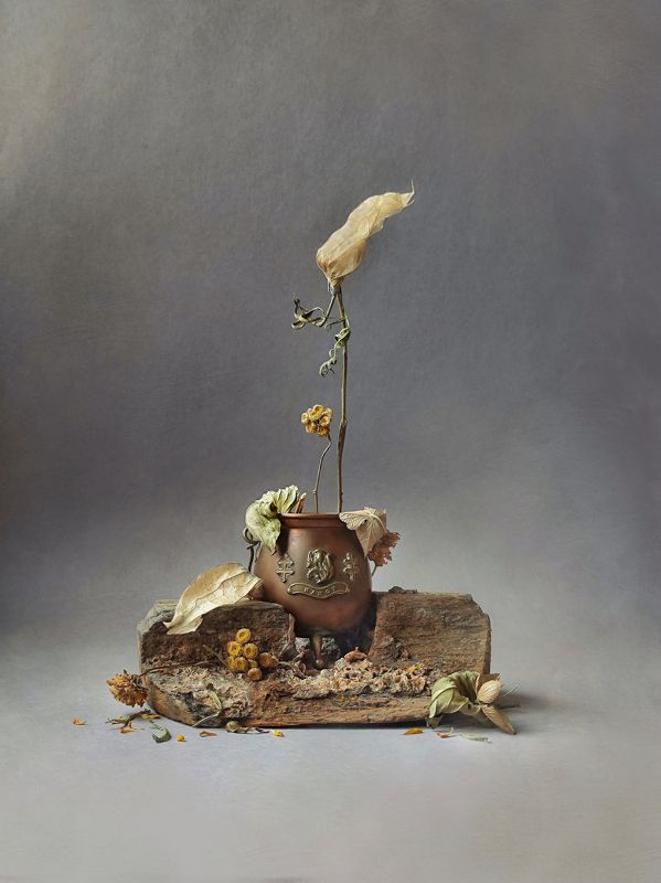 Tansy & Phisalis фото превью