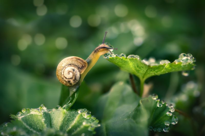 Хозяйка бриллиантов фото превью